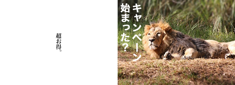 �L�����y�[���n�܂����H.psd